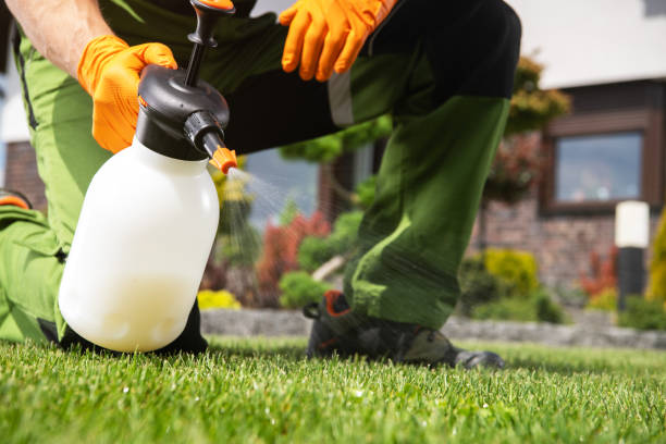 Best Wasp Removal Services  in Long Creek, IL