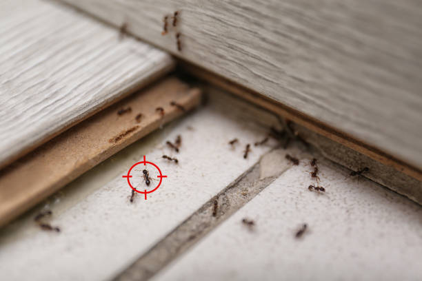 Flea Control Services in Long Creek, IL
