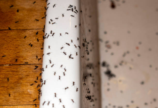 Best Affordable Pest Control Services  in Long Creek, IL