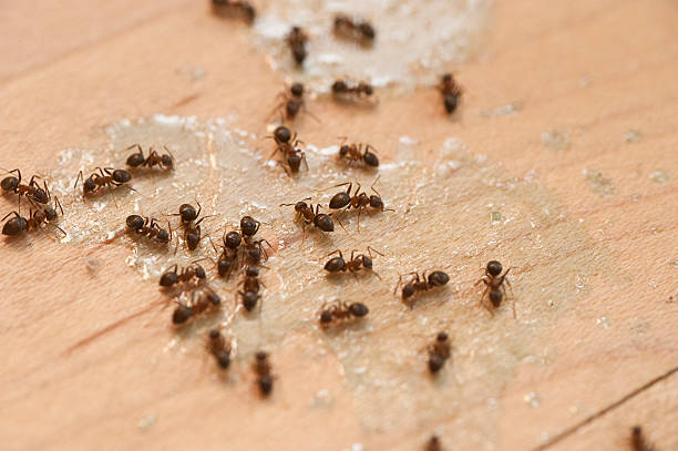 Long Creek, IL Pest Control Company