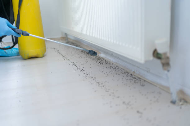 Best Flea Control Services  in Long Creek, IL